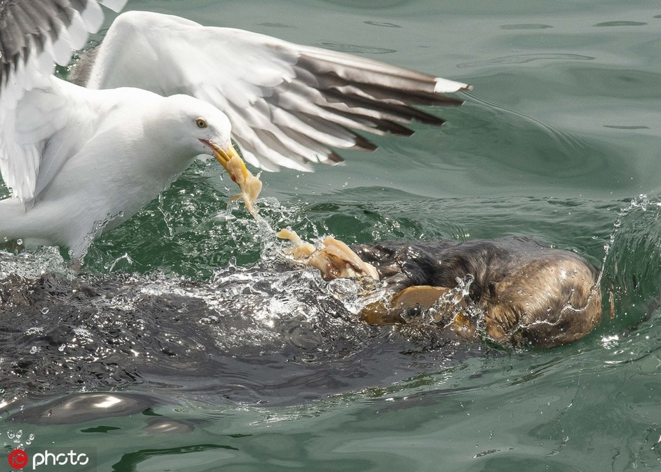 Đang thong dong bơi ngửa, một mình thưởng thức bữa ăn ngon miệng, đột nhiên một con mòng biển hung dữ xuất hiện, tỏ rõ ý định muốn tranh cướp thức ăn của rái cá.