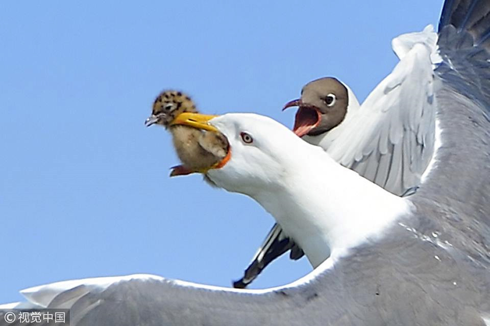 Thậm chí, loài chim này còn ác tính đến mức rình rập các tổ chim khác loài, phát hiện có chim non không được bảo vệ sẽ lập tức bay tới, bắt lấy chim non để ăn thịt.