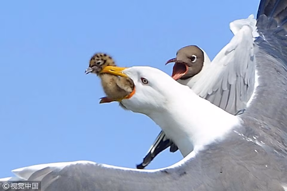 Thậm chí, loài chim này còn ác tính đến mức rình rập các tổ chim khác loài, phát hiện có chim non không được bảo vệ sẽ lập tức bay tới, bắt lấy chim non để ăn thịt.