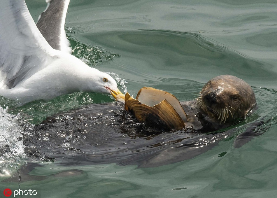 Theo nhiếp ảnh gia Kate Cummings, vào thời điểm đó, con rái cá lặn ngụp hồi lâu thì bắt được một con sò cỡ bự.