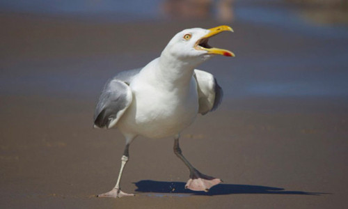 Theo tìm hiểu, mòng biển là loài chim nổi tiếng hung dữ, cơ hội. Khi phát hiện có thể cướp đoạt thức ăn của bất cứ đối tượng nào, kể cả con người, chúng đều không chịu buông tha, lập tức bay đến cướp.