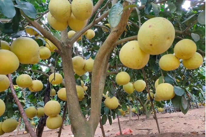 Buoi Phuc Trach- “De nhat danh qua” giup nong dan kiem 590 ty dong-Hinh-2