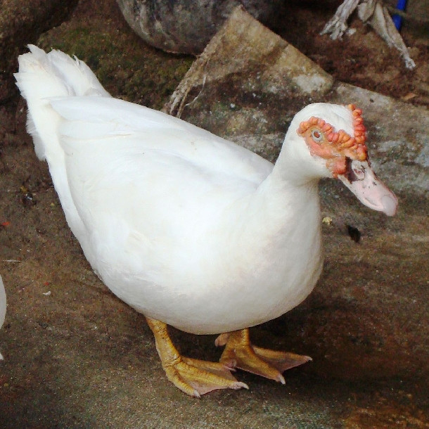 Vào ngày 21/5/2013, Páo có lấy cắp 3 con ngan tại bản Chu Va (huyện Tam Đường, Lai Châu) và bị chủ nhà phát hiện. Đến sẩm tối cùng ngày, Páo bắt xe ngược lên Sa Pa. Kể từ đó, không ai thấy Páo nữa. Việc khoanh vùng được Công an tỉnh Lai Châu tập trung ở địa bàn Sa Pa. Tất cả các mối quan hệ của người này ở thị trấn du lịch đều được rà soát tỉ mỉ. Các trinh sát lần ra một mối "ân oán" của Páo từ năm 2012. Theo đó, đầu năm 2012, Páo có trộm cắp tài sản của gia đình ông T (trú tại huyện Sa Pa, Lào Cai). (Ảnh minh họa, nguồn internet) 