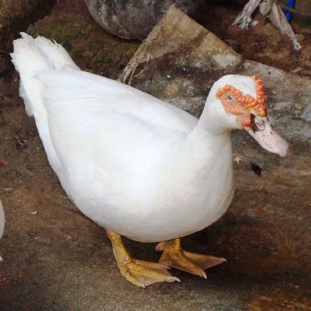 Vào ngày 21/5/2013, Páo có lấy cắp 3 con ngan tại bản Chu Va (huyện Tam Đường, Lai Châu) và bị chủ nhà phát hiện. Đến sẩm tối cùng ngày, Páo bắt xe ngược lên Sa Pa. Kể từ đó, không ai thấy Páo nữa. Việc khoanh vùng được Công an tỉnh Lai Châu tập trung ở địa bàn Sa Pa. Tất cả các mối quan hệ của người này ở thị trấn du lịch đều được rà soát tỉ mỉ. Các trinh sát lần ra một mối "ân oán" của Páo từ năm 2012. Theo đó, đầu năm 2012, Páo có trộm cắp tài sản của gia đình ông T (trú tại huyện Sa Pa, Lào Cai). (Ảnh minh họa, nguồn internet) 