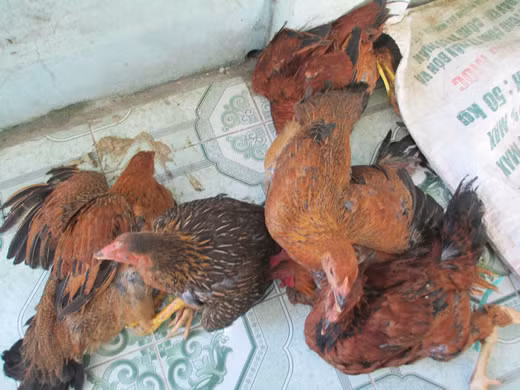 Các trinh sát phát hiện, tại thôn Giàng Tra có vài hộ dân bị mất trộm gia cầm vào thời điểm trước khi phát hiện vụ án. Tập trung xác minh thấy nổi lên hộ gia đình ông Giàng A Chảo (SN 1969). Trong năm 2013, nhà ông Chảo đã nhiều lần mất trộm gia cầm với số lượng lớn, điều đặc biệt là căn nhà ông này nằm cách nơi phát hiện thi thể Páo chỉ 300m. Khi các trinh sát tiếp cận, ông Chảo và người nhà loanh quanh che giấu việc bị mất trộm. Sự ngược đời này lập tức bị chú ý.(Ảnh minh họa, nguồn internet) 