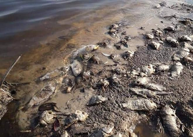 Ca chet hang loat o ho dap nghi do o nhiem nuoc xa thai tu trang trai lon-Hinh-2