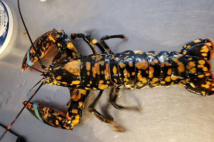 Năm 2014, một con tôm hùm vàng siêu hiếm này được phát hiện đang ngụp lặn trong một bể tôm hùm thường ở siêu thị tại Mỹ. Sau khi nhận ra độ quý giá, người ta đã thả nó về tự nhiên.