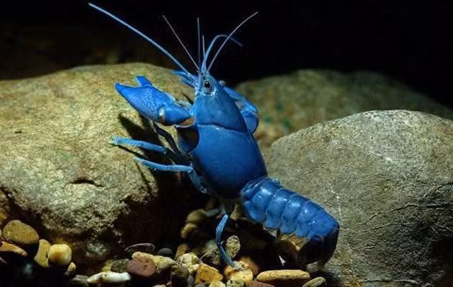 Vì có màu sắc độc đáo nên chúng có giá thành rất cao, ước tính hàng trăm triệu đồng cho 1 kg.