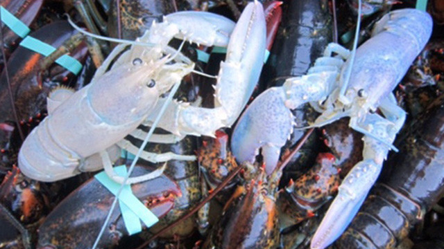 Cách đây vài năm, hai ngư dân Anh đã bắt được một con tôm hùm bạch tạng 30 tuổi ở vịnh Dorset. Đây mới là con thứ 3 xuất hiện tại Anh trong 30 năm qua. Nguồn ảnh: Getty Imgae.