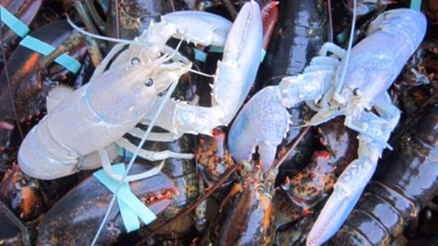 Cách đây vài năm, hai ngư dân Anh đã bắt được một con tôm hùm bạch tạng 30 tuổi ở vịnh Dorset. Đây mới là con thứ 3 xuất hiện tại Anh trong 30 năm qua. Nguồn ảnh: Getty Imgae.