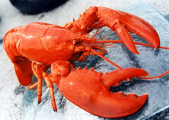 Để được thưởng thức, khách sẽ phải trả 60 USD (1,4 triệu đồng) cho một kg tôm hùm. Tuy nhiên, món ăn này chỉ xuất hiện mỗi năm 10 tuần, vì thế nó luôn được bán hết rất nhanh.