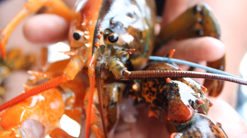 Không dễ để bắt gặp một con tôm hùm hai màu này vì bạn cần rất may mắn khi tỷ lệ chỉ vỏn vẹn 1:50 triệu.