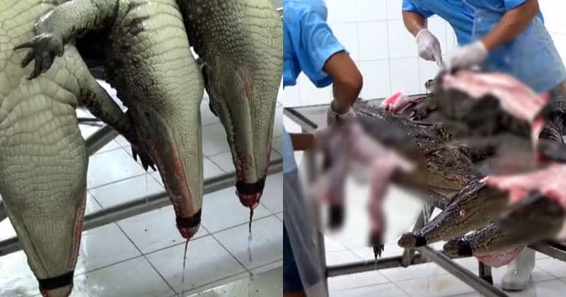 Phần da cá sấu sau khi lột sẽ được đem đến xưởng ướp da để bảo quản và chuẩn bị cho quá trình thuộc da. Sau khi đã thuộc da xong, người thợ bắt đầu vẽ phác thảo những vật dụng dự kiến được làm từ tấm da đó và bắt đầu cắt da.