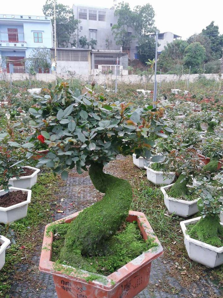 Nha giau Viet choi sang, chi den ca tram trieu mua hoa hong co trung Tet