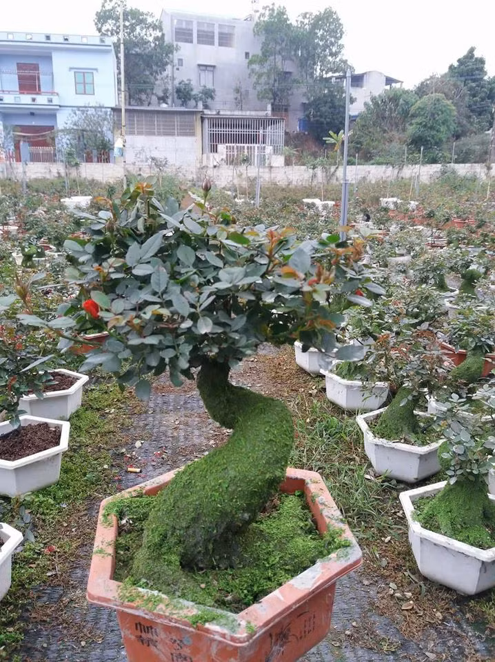 Nha giau Viet choi sang, chi den ca tram trieu mua hoa hong co trung Tet