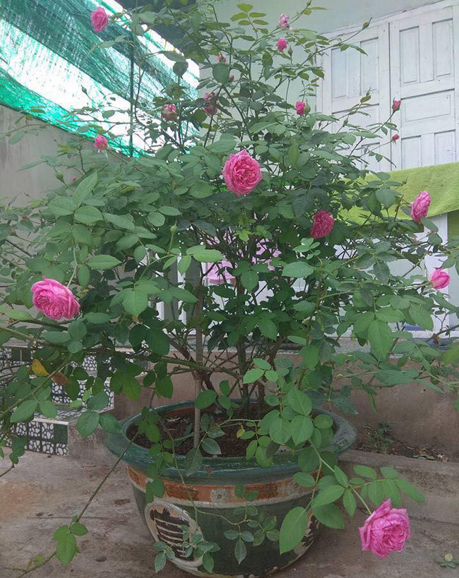 Giới chơi hoa hồng cổ đặc biệt ưu ái với loại hồng cổ Sapa, Hải Phòng. Ảnh: Dân Việt.