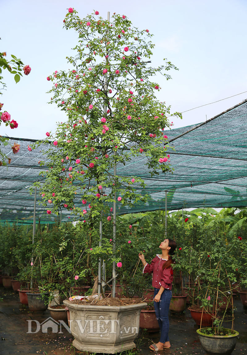 Một cây hồng cổ thụ Sapa được định giá trên dưới 300 triệu đồng. Ảnh: Dân Việt.