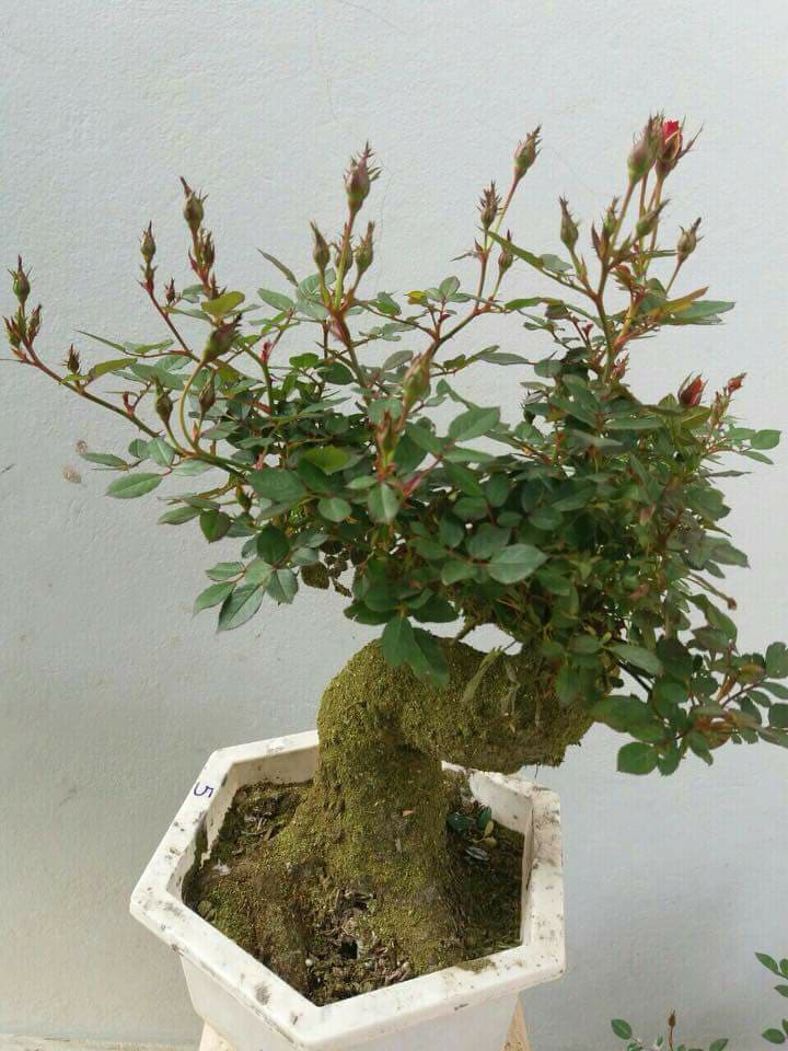 Loại hồng này nhìn như cây đã nhiều năm tuổi lại rất sai hoa. Ảnh: Facebook.