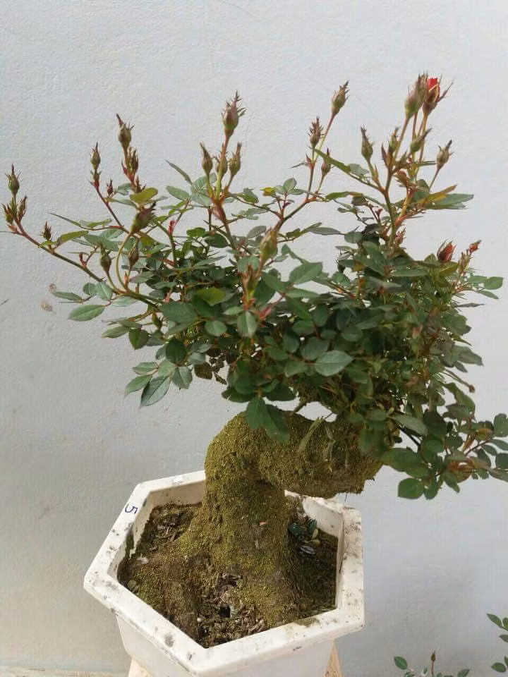 Loại hồng này nhìn như cây đã nhiều năm tuổi lại rất sai hoa. Ảnh: Facebook.