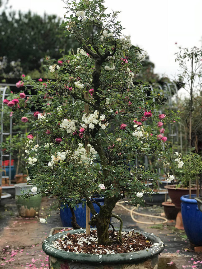 Giá mỗi gốc hoa hồng cổ đắt hay rẻ phụ thuộc vào giống hoa và tuổi đời của chúng. Ảnh: Dân Việt.