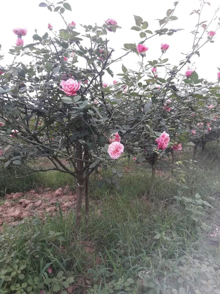 Hoa hồng cổ Sapa có cánh kép, hình khum trà cung đình, màu hồng nhạt tựa hoa sen và mùi thơm dịu nhẹ. Ảnh: Facebook.