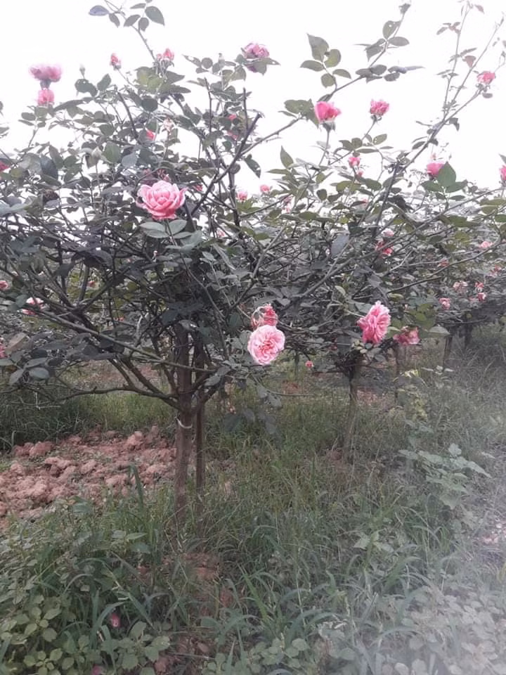 Hoa hồng cổ Sapa có cánh kép, hình khum trà cung đình, màu hồng nhạt tựa hoa sen và mùi thơm dịu nhẹ. Ảnh: Facebook.