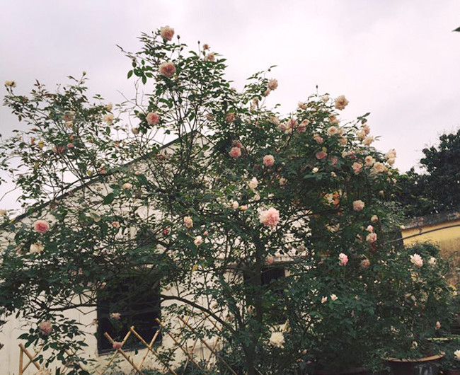 Ngoài ra, nhiều đại gia Việt còn săn lùng gốc hồng cổ thụ có tuổi đời hàng chục, thậm chí cả trăm năm tuổi. Ảnh: Dân Việt.