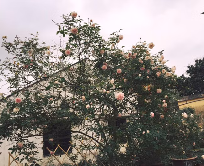 Ngoài ra, nhiều đại gia Việt còn săn lùng gốc hồng cổ thụ có tuổi đời hàng chục, thậm chí cả trăm năm tuổi. Ảnh: Dân Việt.