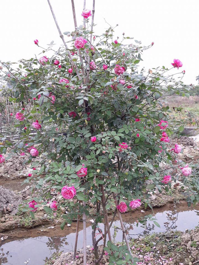 Nhiều người đam mê hoa hồng cổ Sapa săn lùng khá ráo riết nên giá một gốc hồng cổ có khi lên tới cả trăm triệu đồng. Ảnh: Dân Việt.
