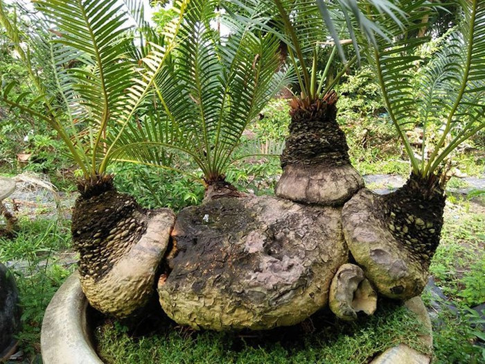 Giá bonsai vạn tuế không phụ thuộc vào kích thước mà theo dáng, thế hay tuổi của cây. Ảnh: FB Mai Huynh Mai.