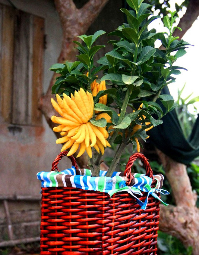 Có gốc giá lên đến hơn 10 triệu đồng. Giá thành có sự chênh lệch dựa vào công sức chăm sóc, các gốc trong giá thể phát triển đều và thế cây đẹp. Ảnh: Zing.