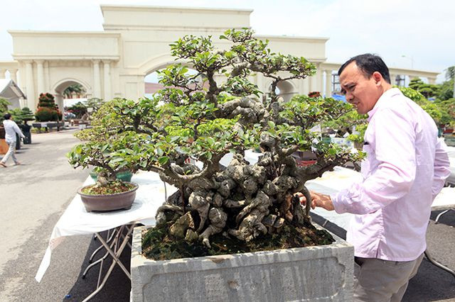 Xuất hiện trong cuộc đấu giá tại triển lãm cây cảnh Yên Tử (2018), tác phẩm bonsai si cổ mini được rao bán với giá 400 triệu đồng. Ảnh: Dân Việt.
