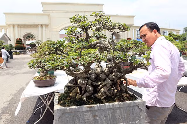 Xuất hiện trong cuộc đấu giá tại triển lãm cây cảnh Yên Tử (2018), tác phẩm bonsai si cổ mini được rao bán với giá 400 triệu đồng. Ảnh: Dân Việt.