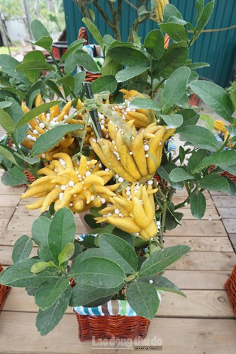 Xuất hiện trên thị trường trong khoảng vài năm trở lại đây, phật thủ mini đã trở thành thú chơi của nhiều người trong dịp Tết. Ảnh: Lao động Thủ đô.