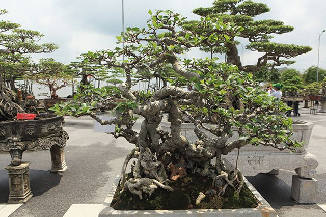 Được trồng trên đất và ký một ít đá, tay cành ngắn, thân xù xì, độ uốn, xoắn rất ngoạn mục. Ảnh: Dân Việt.