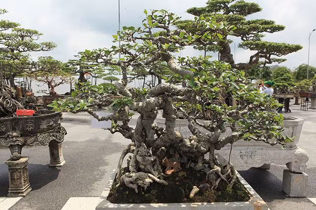Được trồng trên đất và ký một ít đá, tay cành ngắn, thân xù xì, độ uốn, xoắn rất ngoạn mục. Ảnh: Dân Việt.