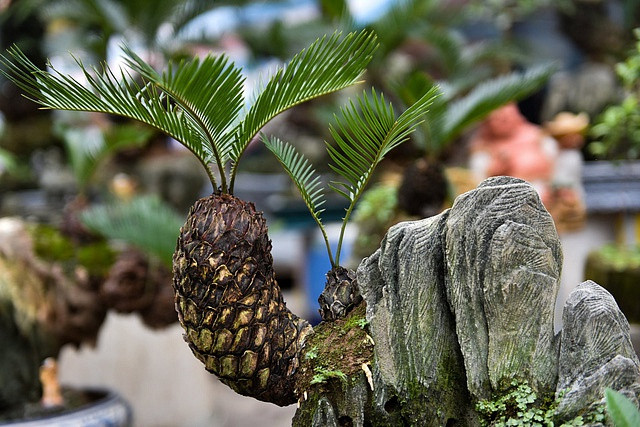 Nhiều cây vạn tuế mini được hét giá đến cả chục triệu đồng. Ảnh: Facebook.