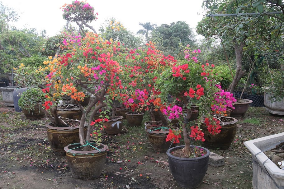 Khoảng một tháng trước Tết Nguyên đán, nhiều nhà vườn ở huyện Văn Giang (Hưng Yên) đã tấp nập đón khách.