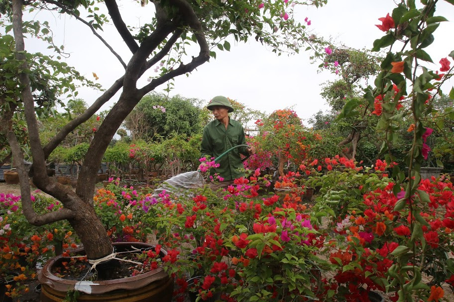 Là cây thân gỗ lâu năm, nhiều màu hoa giấy được trồng ghép trên một thân để hoa trên cùng 1 cây có nhiều màu sắc khác nhau.