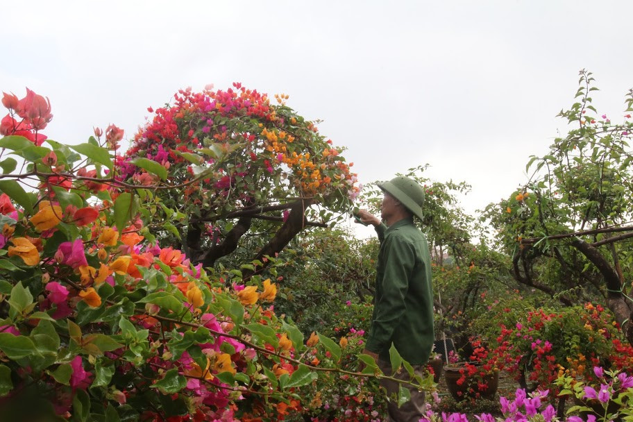 Giá hoa giấy ngũ sắc khá đa dạng. Cây có tuổi đời 10-20 năm, giá từ 30-50 triệu đồng, cây có tuổi 30-40 năm giá 50-70 triệu đồng.