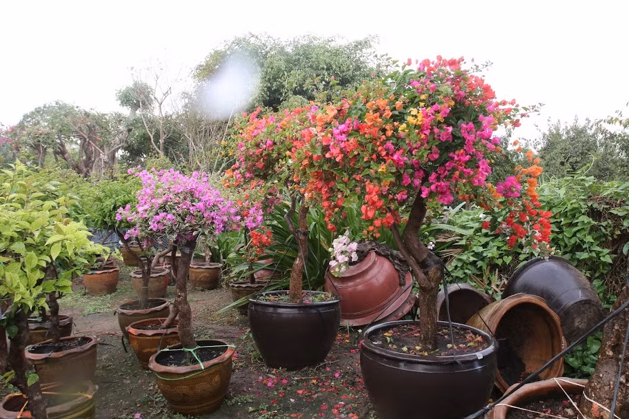 Thời gian để tạo ra một cây hoa giấy hoàn chỉnh sẽ rơi vào khoảng 5-6 tháng.