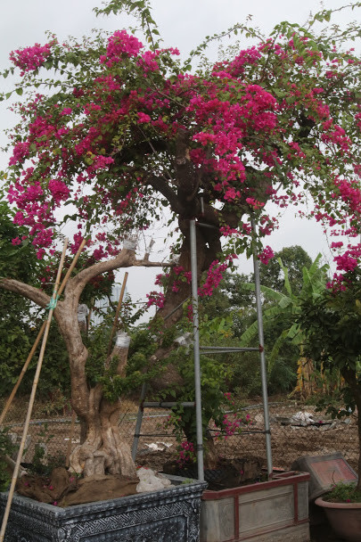 70-150 triệu đồng là mức giá cho cây 50-70 tuổi và dòng cực phẩm trên 150 triệu đồng thường hơn 70 tuổi. Đặc biệt, cây hoa giấy đắt nhất có giá hơn 600 triệu đồng.