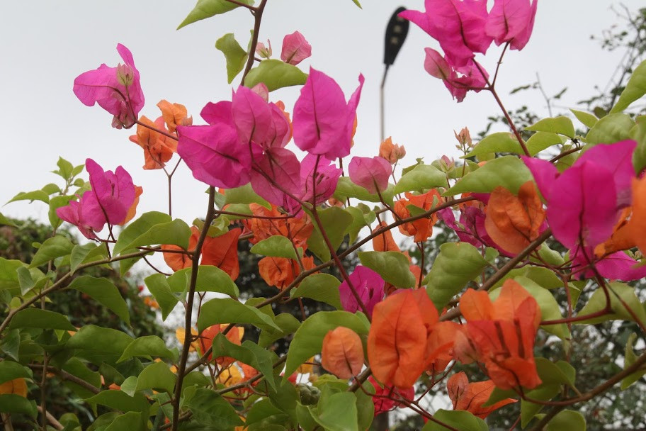 Đáng chú ý, một nhà vườn thu hút giới chơi hoa bởi những cây hoa giấy ngũ sắc được nhập từ Thái Lan.