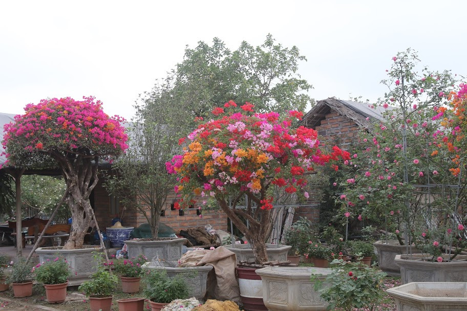 Hiện, hơn một nửa số hoa giấy ngũ sắc trong vườn đã được bán.