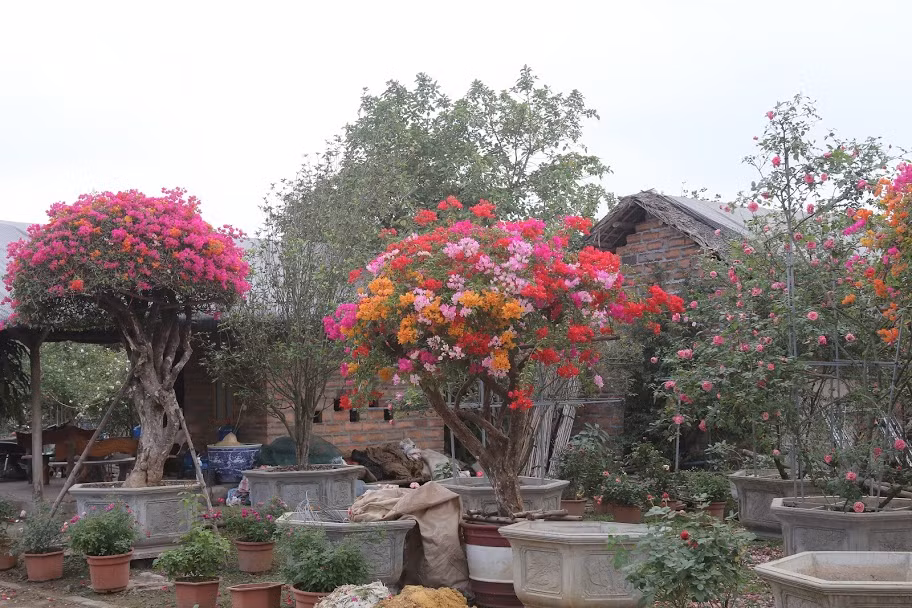 Hiện, hơn một nửa số hoa giấy ngũ sắc trong vườn đã được bán.