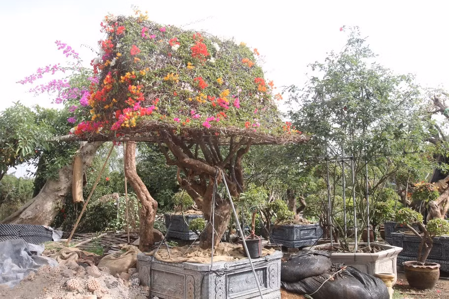 Thậm chí, không ít khách hàng còn đặt cọc tiền trước để được sở hữu siêu phẩm hoa giấy ngũ chơi Tết.