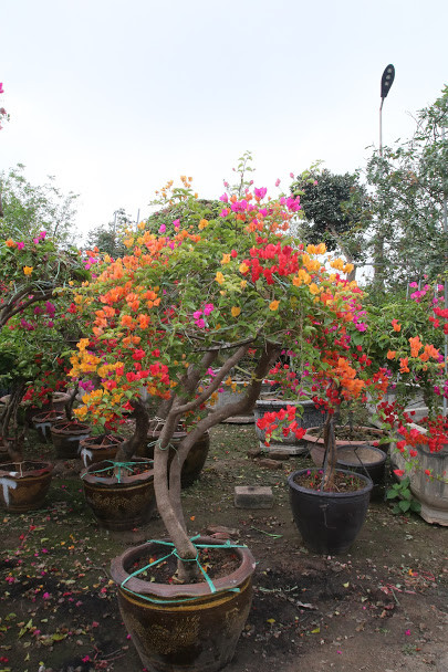 Hoa giấy ngũ sắc được ghép từ loài hoa giấy Thái Lan. Giống này có ưu điểm là lượng hoa sai, màu sắc đa dạng, bền màu và có thời gian nở dài hơn hoa giấy Việt.