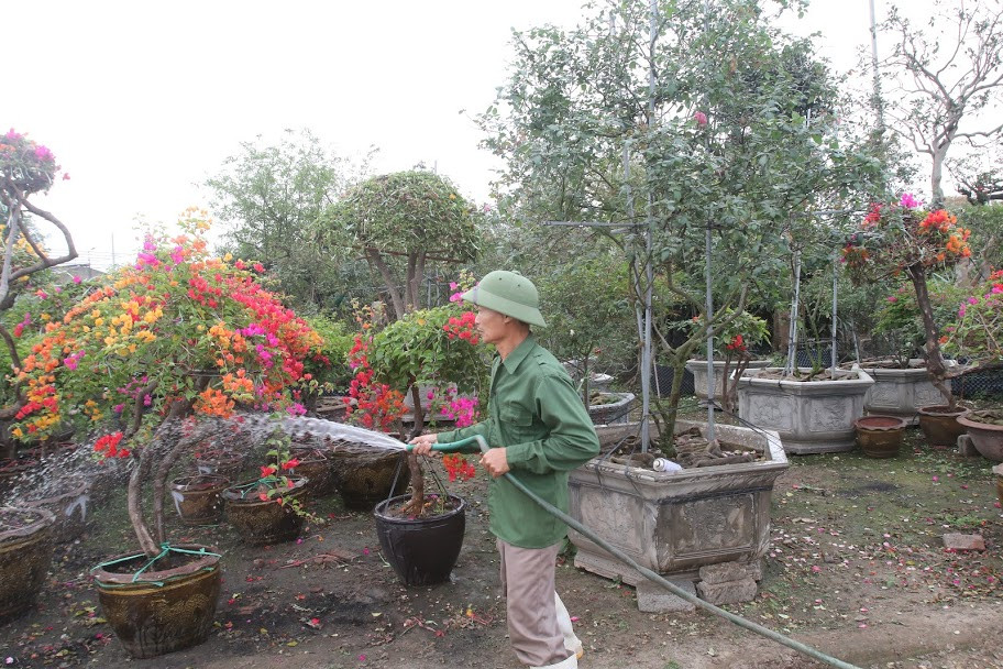 Với không khí lạnh, hoa nở kéo dài từ 30-45 ngày, còn thời tiết ấm nóng giảm xuống còn 20-30 ngày.