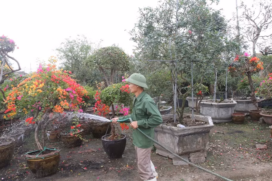 Với không khí lạnh, hoa nở kéo dài từ 30-45 ngày, còn thời tiết ấm nóng giảm xuống còn 20-30 ngày.