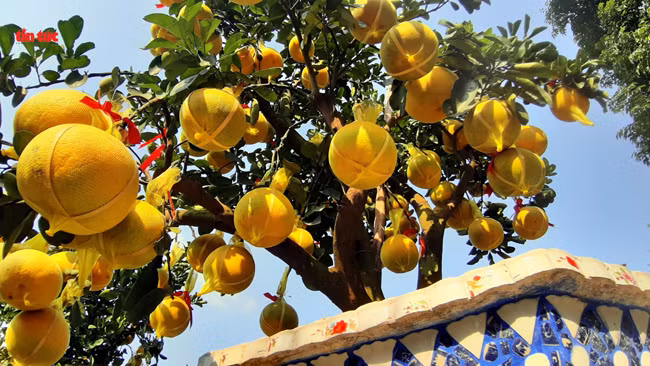 Chưa đầy một tháng nữa là đến Tết Nguyên đán Canh Tý 2020, nhiều nhà vườn bắt đầu tung các loại cây cảnh phục vụ người tiêu dùng. Ảnh: Baotintuc.